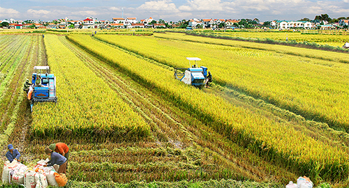 Hàn Quốc tài trợ 5 tỉ Won phục vụ cơ giới hóa nông nghiệp