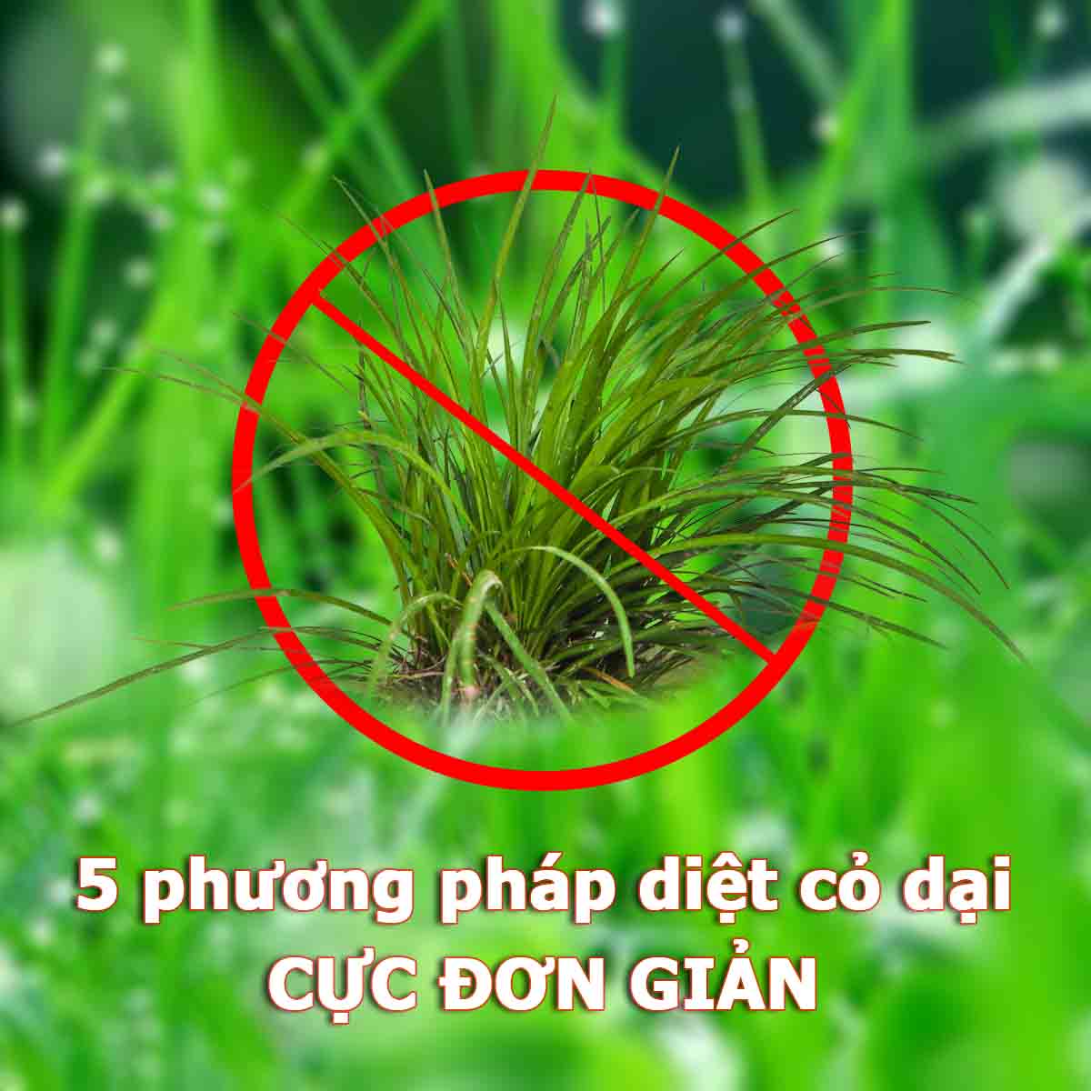 Top 3 cách diệt cỏ dại hiệu quả trong trồng trọt